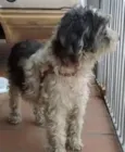 Docinho