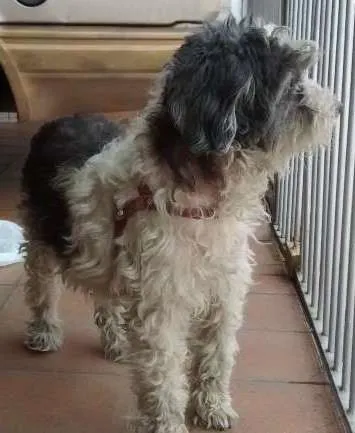 Cachorro ra a Vira late idade 1 ano nome Docinho