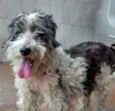 Docinho