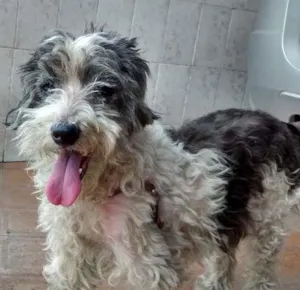 Cachorro raça Vira late idade 1 ano nome Docinho