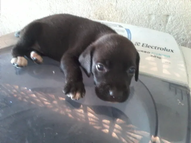 Cachorro ra a BEAGLE idade Abaixo de 2 meses nome SAO 3 CAES