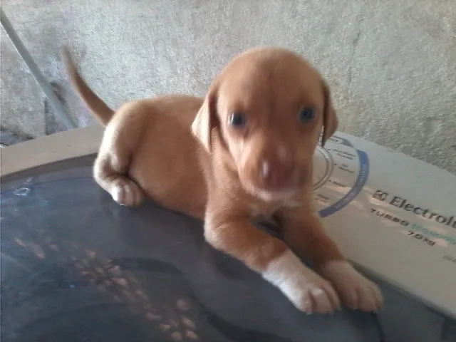 Cachorro ra a BEAGLE idade Abaixo de 2 meses nome SAO 3 CAES