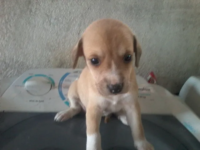 Cachorro ra a BEAGLE idade Abaixo de 2 meses nome SAO 3 CAES