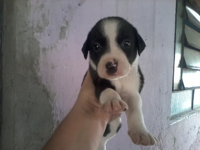Cachorro ra a BEAGLE idade Abaixo de 2 meses nome SAO 3 CAES