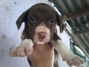 Cachorro raça BEAGLE idade Abaixo de 2 meses nome SAO 3 CAES