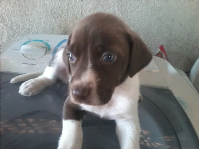Cachorro ra a BEAGLE idade Abaixo de 2 meses nome SAO 3 CAES