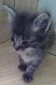 Tom