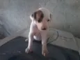 SAO 3 MACHOS E 5 FÊ
