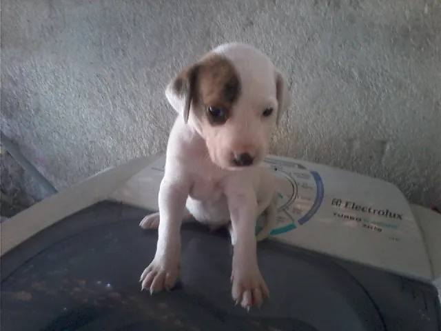Cachorro ra a BEAGLE idade Abaixo de 2 meses nome SAO 3 MACHOS E 5 FÊ