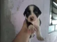 SAO 3 MACHOS E 5 FÊ