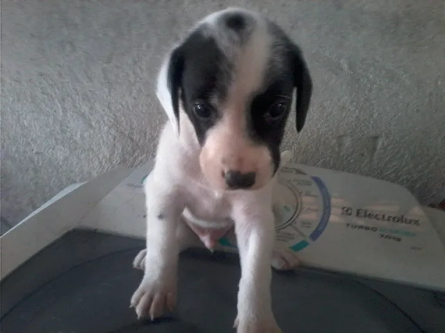 Cachorro ra a BEAGLE idade Abaixo de 2 meses nome SAO 3 MACHOS E 5 FÊ