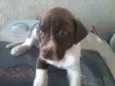 SAO 3 MACHOS E 5 FÊ