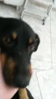 Tobi