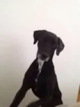TIJOLO