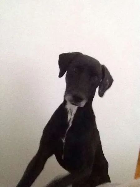 Cachorro raça VIRALATA idade 6 ou mais anos nome TIJOLO
