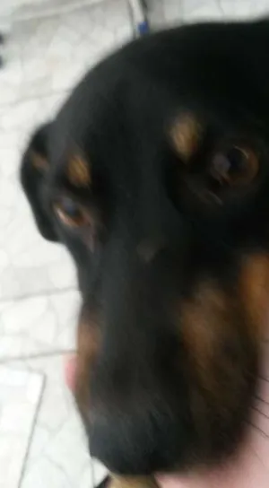 Cachorro raça vira lata idade 3 anos nome Tobi 