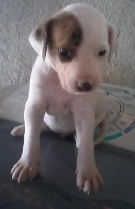 Cachorro ra a BEAGLE idade Abaixo de 2 meses nome SAO 3 MACHOS E 5 FÊ