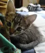 Gato ra a SRD idade Abaixo de 2 meses nome Tigrinho do mato!