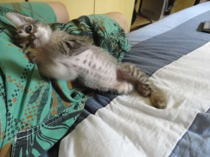 Gato ra a SRD idade Abaixo de 2 meses nome Tigrinho do mato!