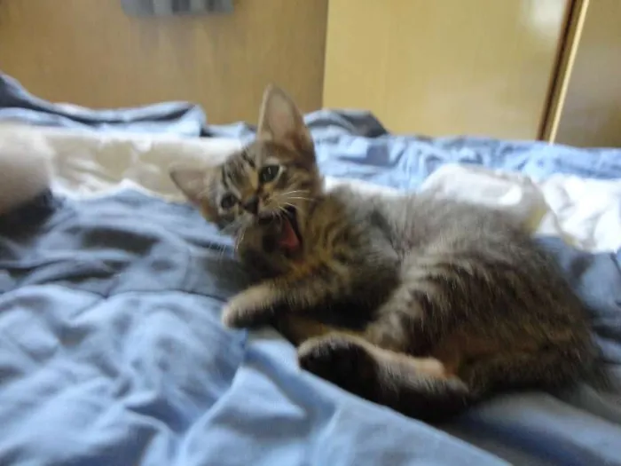 Gato ra a SRD idade Abaixo de 2 meses nome Tigrinho do mato!
