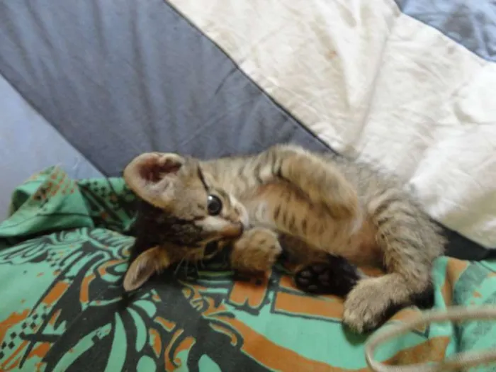 Gato ra a SRD idade Abaixo de 2 meses nome Tigrinho do mato!