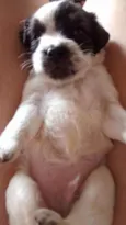 Felipe