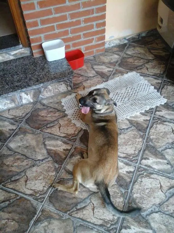 Cachorro ra a indefinida idade 7 a 11 meses nome Chiquita