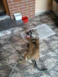 Chiquita