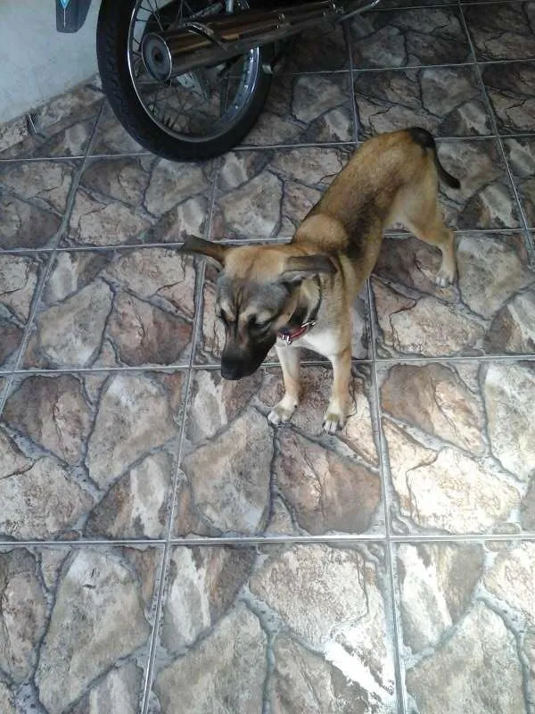 Cachorro ra a indefinida idade 7 a 11 meses nome Chiquita