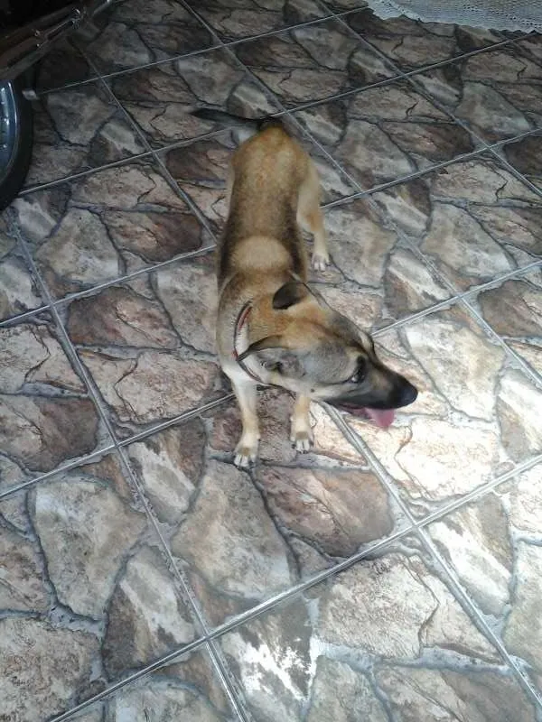 Cachorro ra a indefinida idade 7 a 11 meses nome Chiquita