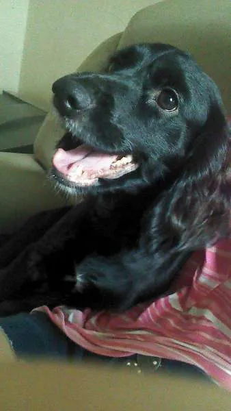 Cachorro ra a coocker com vira lata idade 2 anos nome megh