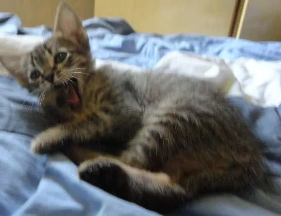 Gato ra a SRD idade Abaixo de 2 meses nome Tigrinho do mato!