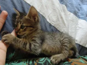Gato raça SRD idade Abaixo de 2 meses nome Tigrinho do mato!