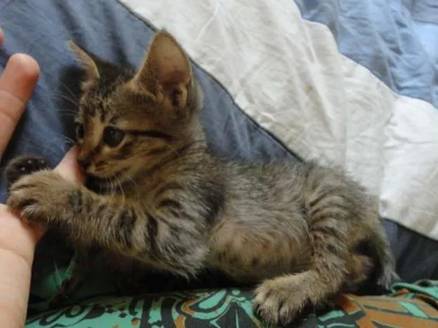 Gato ra a SRD idade Abaixo de 2 meses nome Tigrinho do mato!
