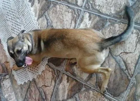 Cachorro ra a indefinida idade 7 a 11 meses nome Chiquita