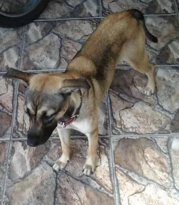 Cachorro ra a indefinida idade 7 a 11 meses nome Chiquita