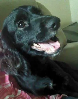 Cachorro raça coocker com vira lata idade 2 anos nome megh