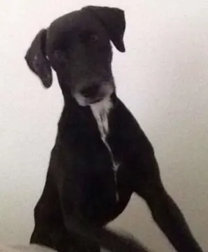 Cachorro raça VIRALATA idade 6 ou mais anos nome TIJOLO