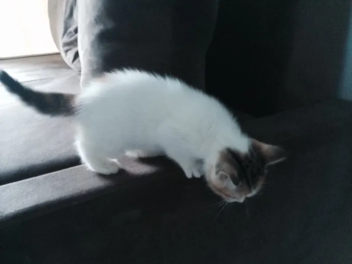 Gato raça  idade 2 a 6 meses nome Lyra