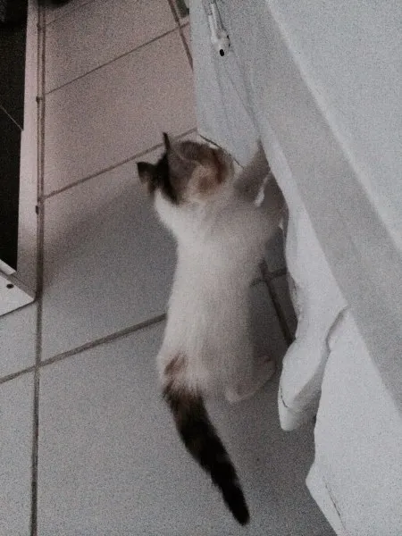 Gato raça  idade 2 a 6 meses nome Lyra