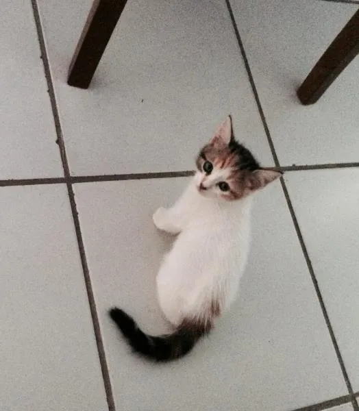 Gato raça  idade 2 a 6 meses nome Lyra