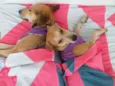 Cães e gatos mestiç