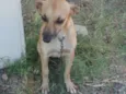 Cães e gatos mestiç