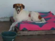 Cães e gatos mestiç
