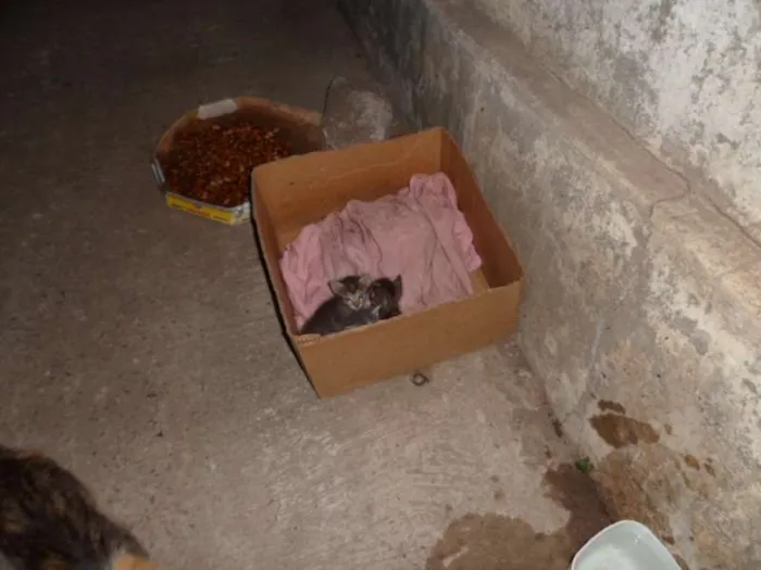 Gato ra a mestiços e sem raça definida idade  nome Cães e gatos mestiç