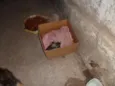 Cães e gatos mestiç
