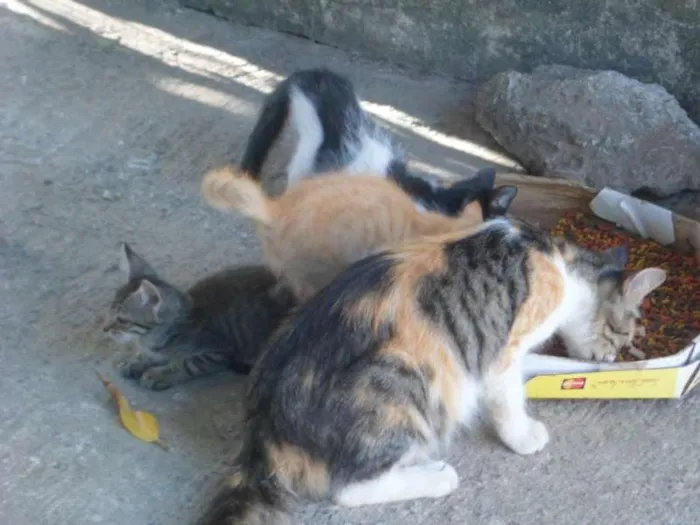 Gato ra a mestiços e sem raça definida idade  nome Cães e gatos mestiç
