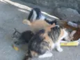 Cães e gatos mestiç
