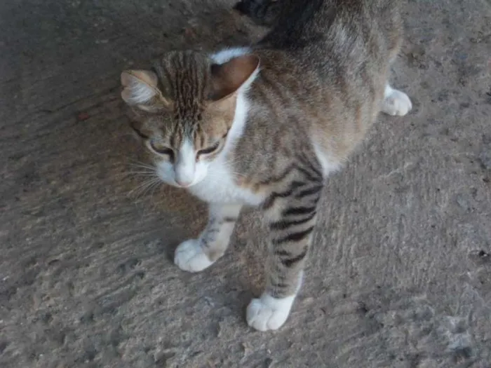 Gato ra a mestiços e sem raça definida idade  nome Cães e gatos mestiç