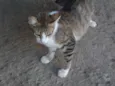 Cães e gatos mestiç